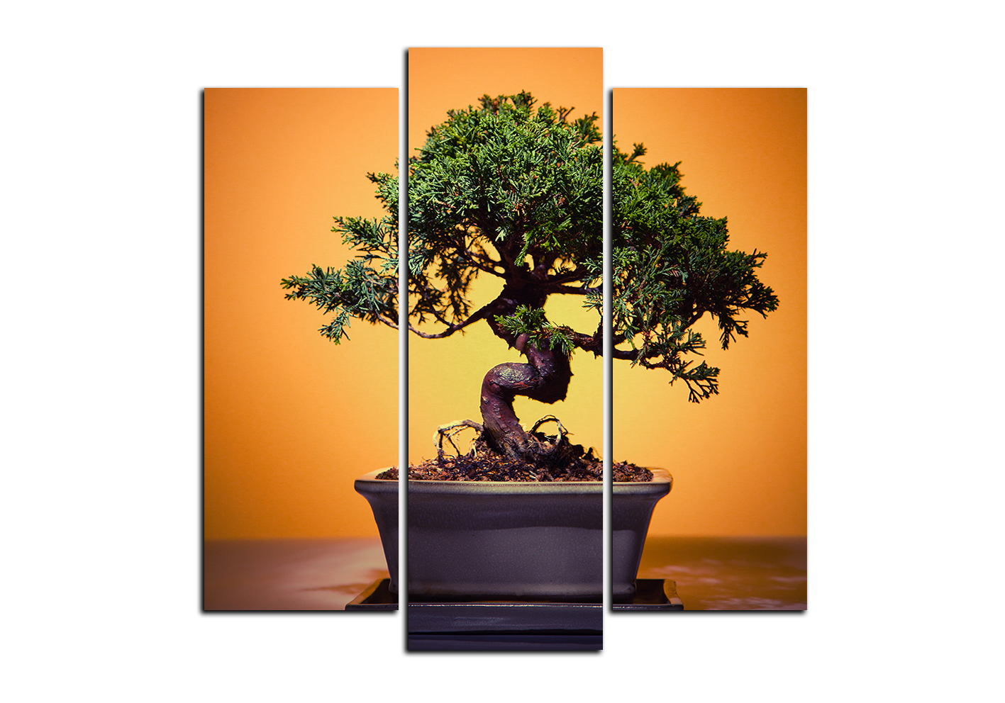 Obraz na plátně - Bonsai - čtverec Obraz na plátně - Bonsai - čtverec